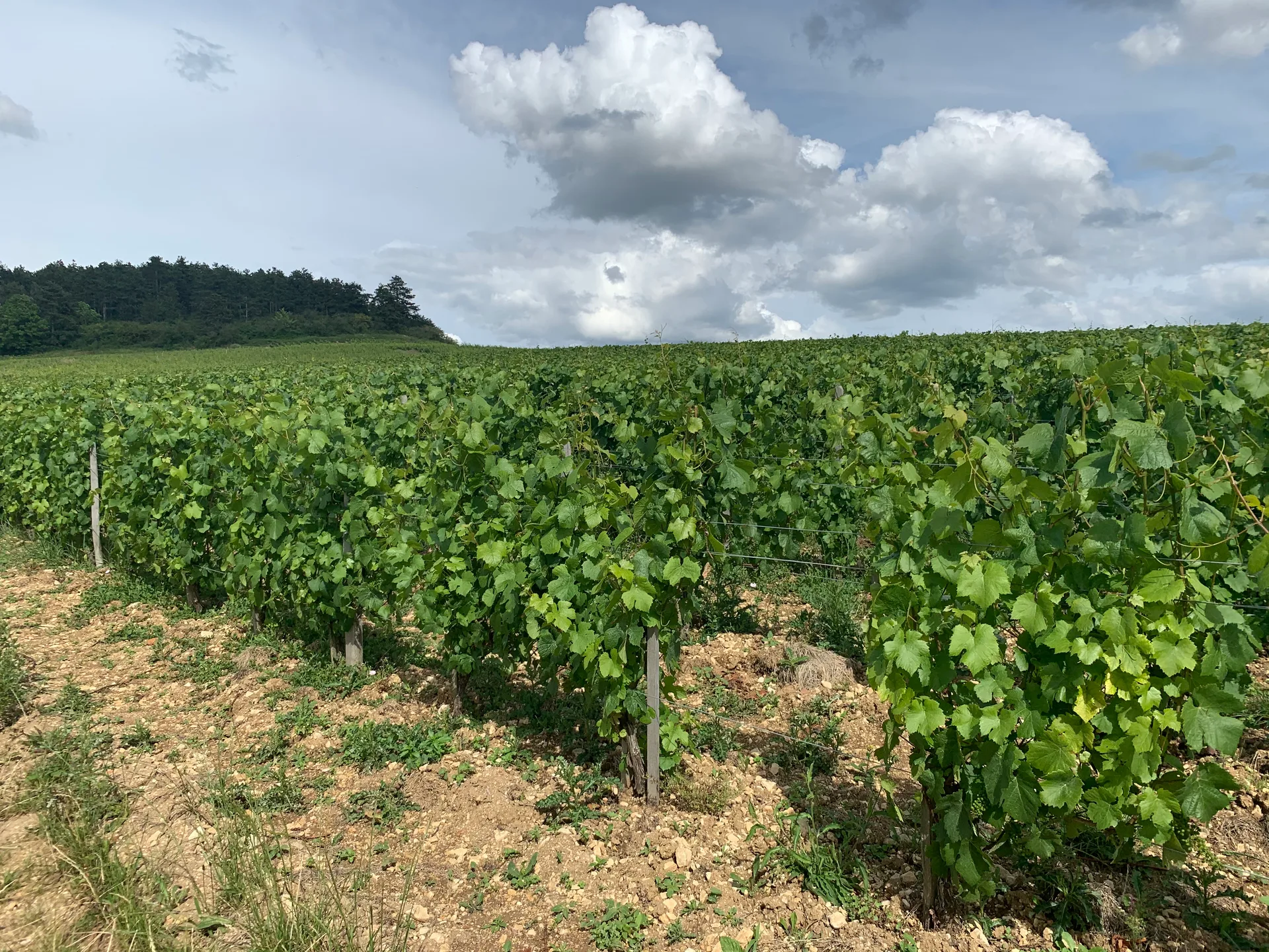 Sablieres de Vincelles à Escolives-Sainte-Camille — À 1,4 km du lac